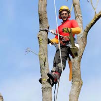 Course 545 EM 385-1-1 Chapter 31 Refresher Tree Maintenance & Removal Overview Page