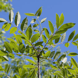 picture of poison sumac