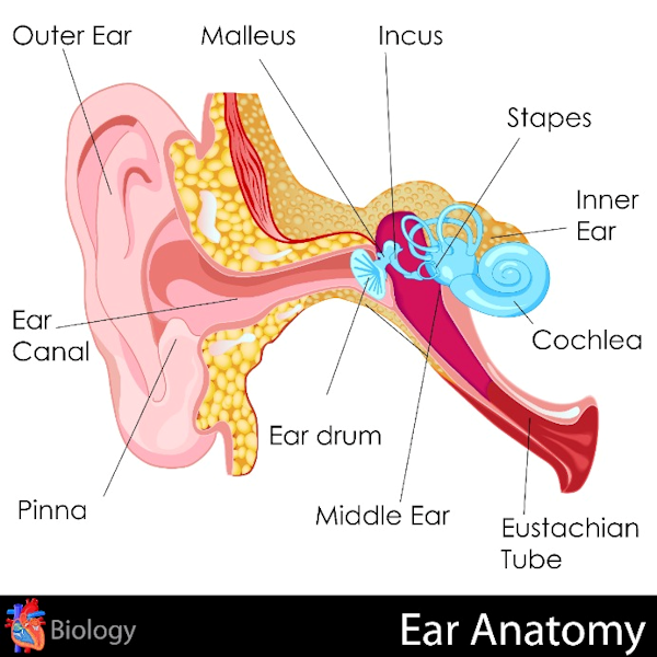 Anatomy of the ear