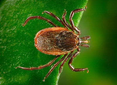 Deer tick
