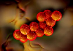 Enlarged picture of MRSA virus