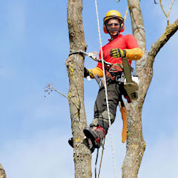 Worker elevated trimming a large tree