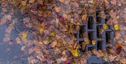 Fallen leaves blocking sidewalk drainage