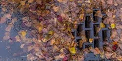 Fallen leaves blocking sidewalk drainage