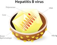 Enlarged drawing of the Hep B virus and structure