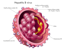 Infographic of enlarged hepatitis b. virus structure