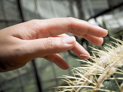 Hand reaching toward the spines of a cactus