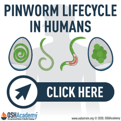 Infographic about Pinworm Lifecycle in humans.