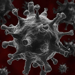 Enlarged picture of the COVID 19 virus.