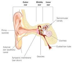 Illustration of the part of the ear