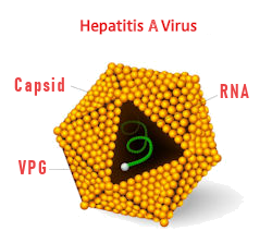 Enlarged picture of Hepatitis A virus