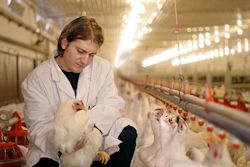 Worker at poultry farm