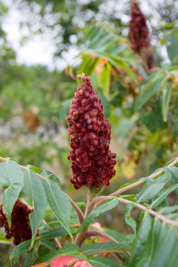 Poisonous plant named Sumac