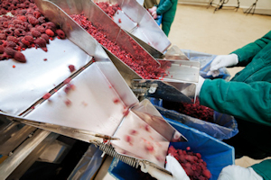 Image of workers sorting raspberries