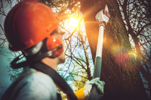 Image of employee trimming a tree